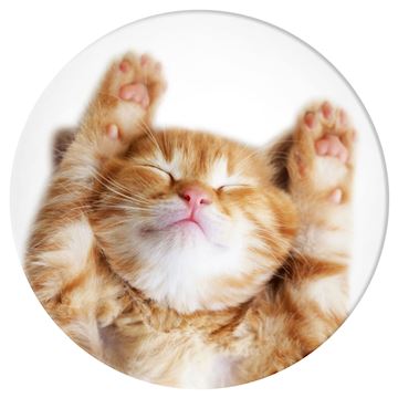 PopSockets - PG Basic - Snoozy Cat Alternative