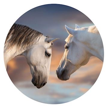 PopSockets - PG Basic - Sunset Horses Alternative